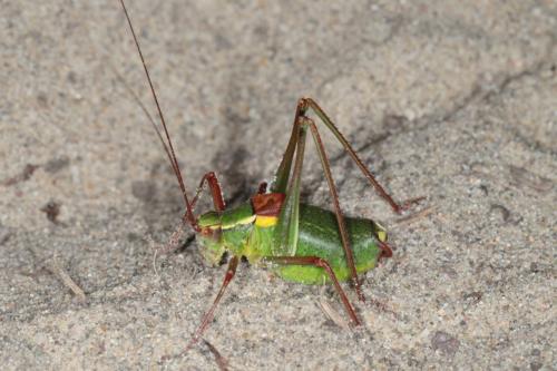 Barbitistes serricauda